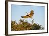 Florida, Venice, Great Blue Heron Adult Flying Wings Wide-Bernard Friel-Framed Photographic Print