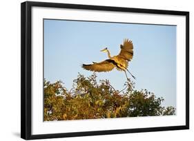 Florida, Venice, Great Blue Heron Adult Flying Wings Wide-Bernard Friel-Framed Photographic Print