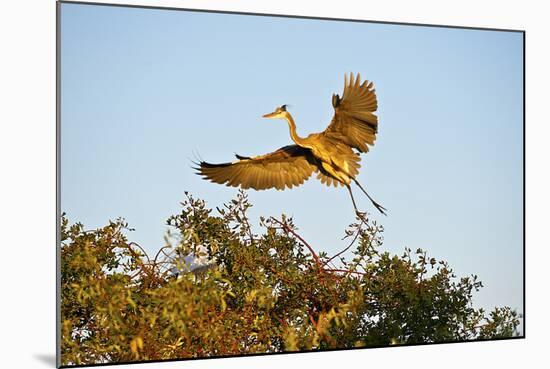 Florida, Venice, Great Blue Heron Adult Flying Wings Wide-Bernard Friel-Mounted Photographic Print