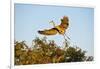 Florida, Venice, Great Blue Heron Adult Flying Wings Wide-Bernard Friel-Framed Photographic Print