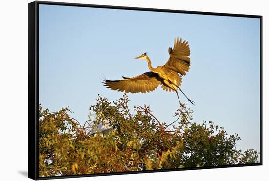 Florida, Venice, Great Blue Heron Adult Flying Wings Wide-Bernard Friel-Framed Stretched Canvas