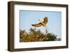 Florida, Venice, Great Blue Heron Adult Flying Wings Wide-Bernard Friel-Framed Photographic Print