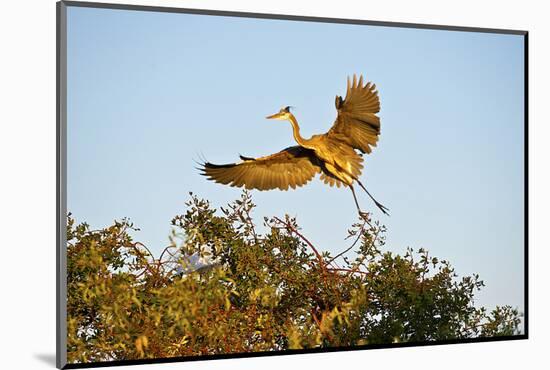 Florida, Venice, Great Blue Heron Adult Flying Wings Wide-Bernard Friel-Mounted Photographic Print