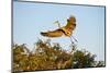 Florida, Venice, Great Blue Heron Adult Flying Wings Wide-Bernard Friel-Mounted Photographic Print