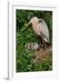 Florida, Venice, Great Blue Heron at Nest with Two Baby Chicks in Nest-Bernard Friel-Framed Photographic Print