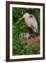 Florida, Venice, Great Blue Heron at Nest with Two Baby Chicks in Nest-Bernard Friel-Framed Photographic Print