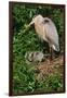 Florida, Venice, Great Blue Heron at Nest with Two Baby Chicks in Nest-Bernard Friel-Framed Photographic Print