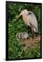 Florida, Venice, Great Blue Heron at Nest with Two Baby Chicks in Nest-Bernard Friel-Framed Photographic Print