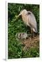 Florida, Venice, Great Blue Heron at Nest with Two Baby Chicks in Nest-Bernard Friel-Framed Premium Photographic Print