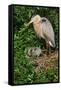 Florida, Venice, Great Blue Heron at Nest with Two Baby Chicks in Nest-Bernard Friel-Framed Stretched Canvas