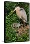 Florida, Venice, Great Blue Heron at Nest with Two Baby Chicks in Nest-Bernard Friel-Framed Stretched Canvas