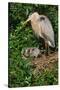 Florida, Venice, Great Blue Heron at Nest with Two Baby Chicks in Nest-Bernard Friel-Stretched Canvas