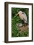 Florida, Venice, Great Blue Heron at Nest with Two Baby Chicks in Nest-Bernard Friel-Framed Photographic Print