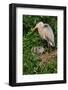 Florida, Venice, Great Blue Heron at Nest with Two Baby Chicks in Nest-Bernard Friel-Framed Photographic Print
