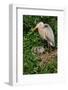 Florida, Venice, Great Blue Heron at Nest with Two Baby Chicks in Nest-Bernard Friel-Framed Photographic Print