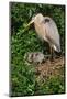 Florida, Venice, Great Blue Heron at Nest with Two Baby Chicks in Nest-Bernard Friel-Mounted Photographic Print