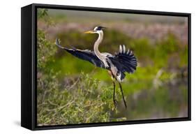 Florida, Venice, Great Blue Heron, Braking for Landing-Bernard Friel-Framed Stretched Canvas