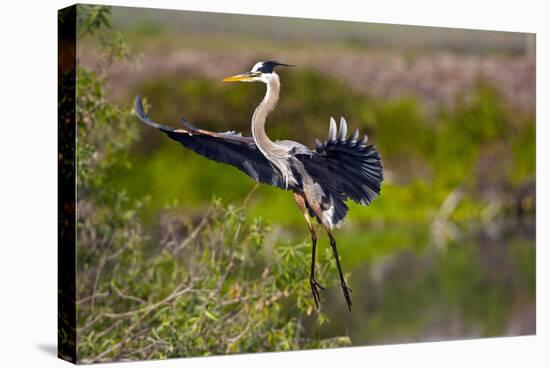 Florida, Venice, Great Blue Heron, Braking for Landing-Bernard Friel-Stretched Canvas