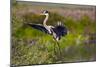 Florida, Venice, Great Blue Heron, Braking for Landing-Bernard Friel-Mounted Photographic Print