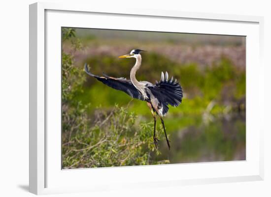 Florida, Venice, Great Blue Heron, Braking for Landing-Bernard Friel-Framed Photographic Print