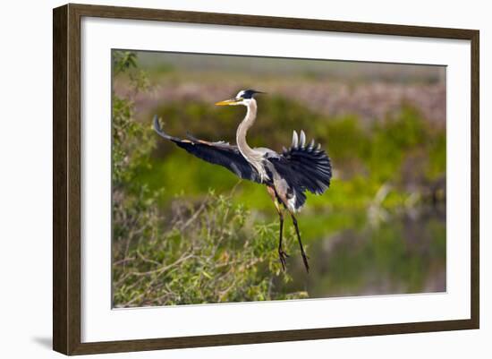 Florida, Venice, Great Blue Heron, Braking for Landing-Bernard Friel-Framed Photographic Print