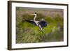 Florida, Venice, Great Blue Heron, Braking for Landing-Bernard Friel-Framed Photographic Print