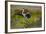 Florida, Venice, Great Blue Heron, Braking for Landing-Bernard Friel-Framed Photographic Print