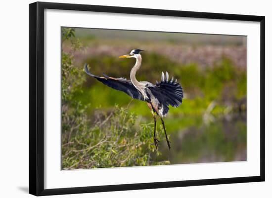 Florida, Venice, Great Blue Heron, Braking for Landing-Bernard Friel-Framed Photographic Print