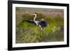 Florida, Venice, Great Blue Heron, Braking for Landing-Bernard Friel-Framed Photographic Print