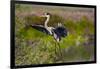 Florida, Venice, Great Blue Heron, Braking for Landing-Bernard Friel-Framed Photographic Print