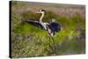 Florida, Venice, Great Blue Heron, Braking for Landing-Bernard Friel-Stretched Canvas