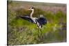 Florida, Venice, Great Blue Heron, Braking for Landing-Bernard Friel-Stretched Canvas