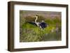 Florida, Venice, Great Blue Heron, Braking for Landing-Bernard Friel-Framed Photographic Print