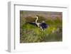 Florida, Venice, Great Blue Heron, Braking for Landing-Bernard Friel-Framed Photographic Print