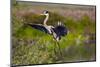 Florida, Venice, Great Blue Heron, Braking for Landing-Bernard Friel-Mounted Photographic Print