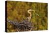 Florida, Venice, Great Blue Heron Building Nest Adding Stick-Bernard Friel-Stretched Canvas