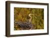 Florida, Venice, Great Blue Heron Building Nest Adding Stick-Bernard Friel-Framed Photographic Print