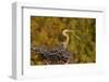 Florida, Venice, Great Blue Heron Building Nest Adding Stick-Bernard Friel-Framed Photographic Print