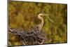 Florida, Venice, Great Blue Heron Building Nest Adding Stick-Bernard Friel-Mounted Photographic Print