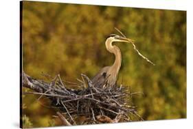 Florida, Venice, Great Blue Heron Building Nest Adding Stick-Bernard Friel-Stretched Canvas