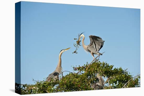 Florida, Venice, Great Blue Heron, Courting Stick Transfer Ceremony-Bernard Friel-Stretched Canvas