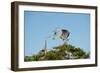 Florida, Venice, Great Blue Heron, Courting Stick Transfer Ceremony-Bernard Friel-Framed Photographic Print