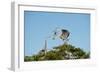 Florida, Venice, Great Blue Heron, Courting Stick Transfer Ceremony-Bernard Friel-Framed Photographic Print