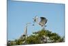 Florida, Venice, Great Blue Heron, Courting Stick Transfer Ceremony-Bernard Friel-Mounted Photographic Print