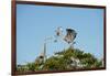 Florida, Venice, Great Blue Heron, Courting Stick Transfer Ceremony-Bernard Friel-Framed Photographic Print