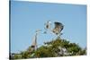 Florida, Venice, Great Blue Heron, Courting Stick Transfer Ceremony-Bernard Friel-Stretched Canvas