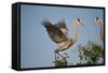 Florida, Venice, Great Blue Heron, Courting Stick Transfer Ceremony-Bernard Friel-Framed Stretched Canvas