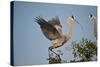 Florida, Venice, Great Blue Heron, Courting Stick Transfer Ceremony-Bernard Friel-Stretched Canvas