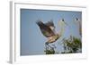 Florida, Venice, Great Blue Heron, Courting Stick Transfer Ceremony-Bernard Friel-Framed Photographic Print