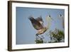 Florida, Venice, Great Blue Heron, Courting Stick Transfer Ceremony-Bernard Friel-Framed Photographic Print